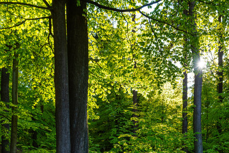 Lush spring forest greenery. Bottom view of decidious tree illuminate by sun.