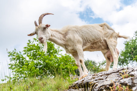 White curious goat standing on the rock. Farm mammal on the pasture.