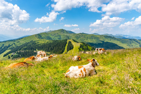Cows grazing on lush green alpine meadows. Austrian Alps, Austria.