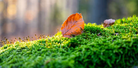 Autumn beech forest scenery with dry leaf on the green moss. Sunny fall dayの写真素材
