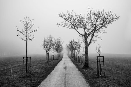 Spooky autumn scenery - alley of trees and asphalt road on foggy day. Black and white image.