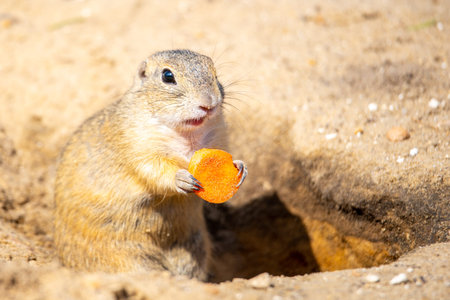 European ground squirrel, Spermophilus citellus, aka European souslik. Small rodent eating small...
