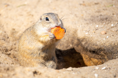 European ground squirrel, Spermophilus citellus, aka European souslik. Small rodent eating small...