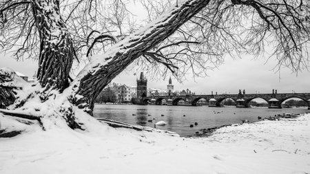 Charles Bridge and Vltava river in wintertime. Ducks in cold water. Prague, Czech Republic. Black and white image. Black and white image.の写真素材