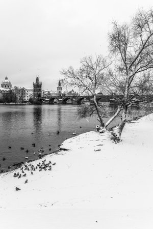 Charles Bridge and Vltava river in wintertime. Ducks in cold water. Prague, Czech Republic. Black and white image. Black and white image.の写真素材