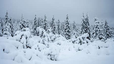 Trees covered by new snow. Winter fairytale landscape. Idyllic winter time in Jizera Mountains, Czech Republicの写真素材