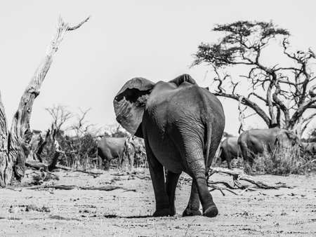 Elephant walking away in natural habitat of african savanna. Black and white image.の写真素材