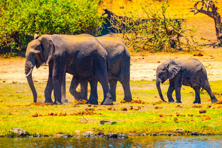 African elephant family with young baby elephant walk at Chobe River, Chobe Riverfront National Park, Namibia, Africaの写真素材