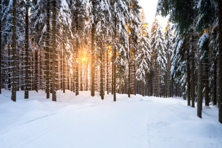 Cross country skiing track on sunny winter day. Freezy snowy landscape of Jizera Mountains, Czech...
