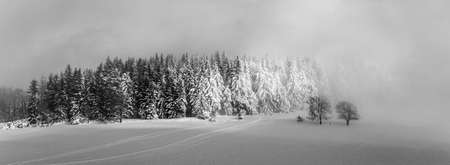 Winter monring landscape. Snowy plains and frozen trees in foggy freezing morning. Lusatian Mountains, Czech Republic. Black and white image.の写真素材