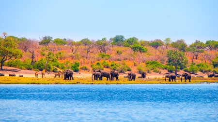 Elephants at the river. Herd of wild animals in Chobe Riverfront National Park, Botswana, Africa