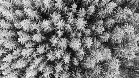 Forest of coniferous trees from above