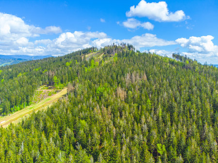 Green forested mountain with ski slopes