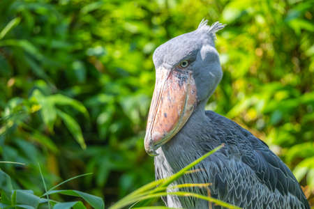 Shoebill - funny stork in the greeneryの写真素材