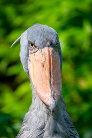 Shoebill - funny stork in the greeneryの写真素材
