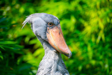 Shoebill - funny stork in the greeneryの写真素材
