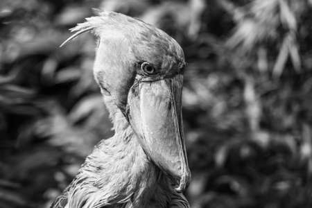 Shoebill - funny stork in the greeneryの写真素材