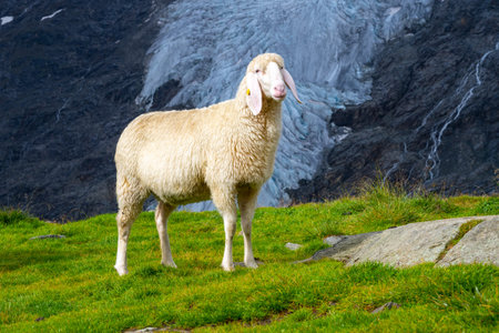 Cute white alpine sheep on mountain pasture.の写真素材