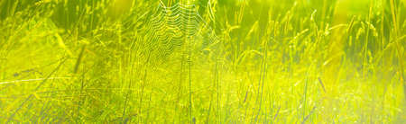 Natural green meadow background withe spider web texture. Wide abstract wallpaper.の写真素材
