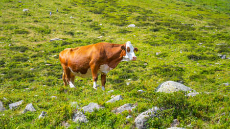Brown and white spotted cow standing in alpine valleyの写真素材
