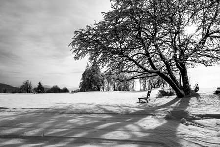 Idyllic winter landscape with snow covered tree and bench. Black and white image.の写真素材