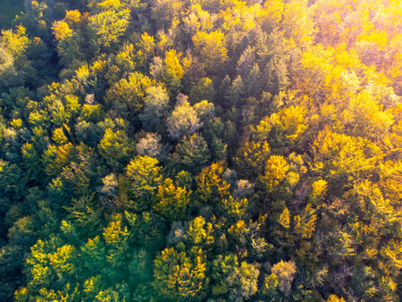 Autumn time colorful forest from above
