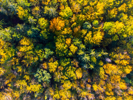 Autumn time colorful forest from above