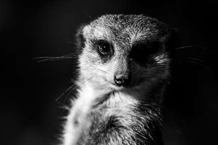 Detailed view of cute meerkatの写真素材