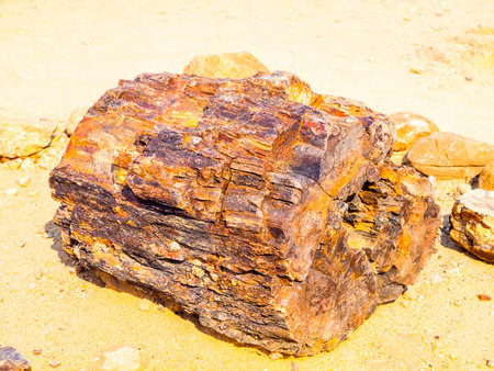 A piece of petrified wood
