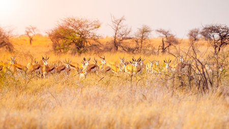 Impala herd hidden in the dry grassの写真素材