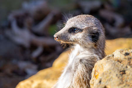 Detailed view of cute meerkatの写真素材