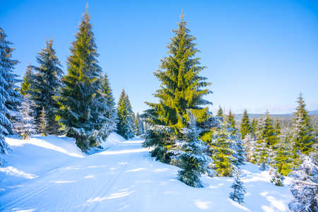 Cross country skiing track in winterの写真素材