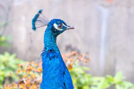 Close-up portrait of beautiful peacockの写真素材