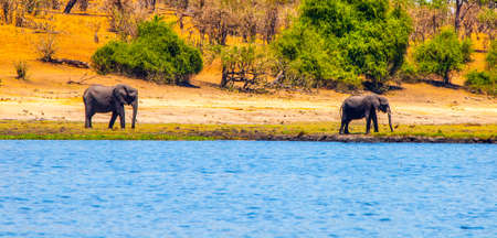 Elephants at the Chobe riverの写真素材
