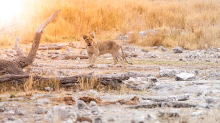 Lion cub in african savannaの写真素材