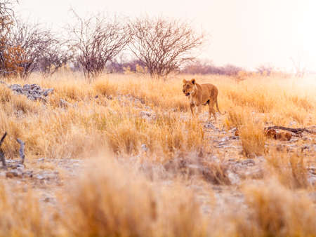 Lion cub in african savannaの写真素材