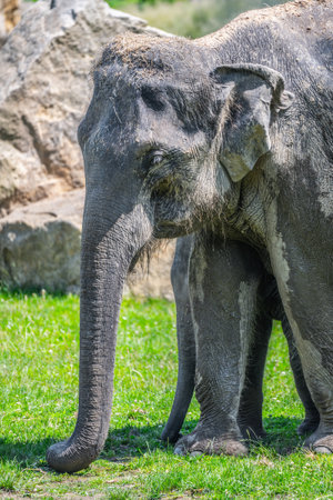 Indian elephant in the zooの写真素材
