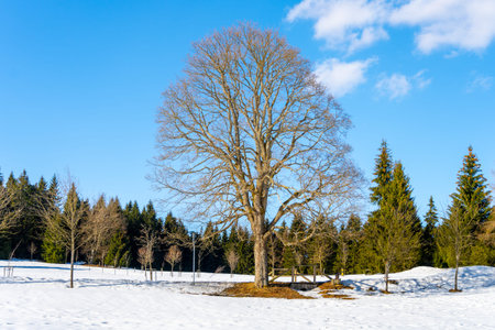 Deciduous treen on the winter meadow