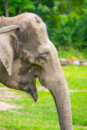 Indian elephant in the zooの写真素材