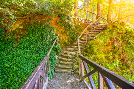 Narrow path and staircase in the forest