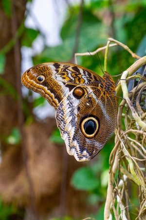 A close-up of a brightly coloured butterfly from the moths and butterflies family, captured in its natural habitat with macro photography to bring out its reptilian features.の写真素材