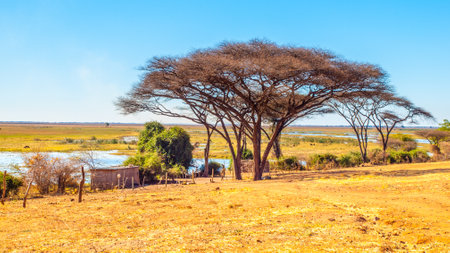 A tranquil scene along the banks of the Chobe River, with majestic trees providing shade and a view of the distant water under a clear blue sky.の写真素材