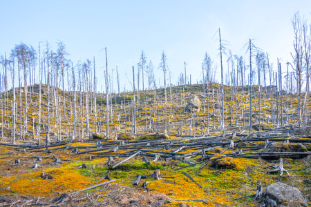 A recovering landscape after a fire in Bohemian Switzerland, Czechia. The image shows the aftermath...
