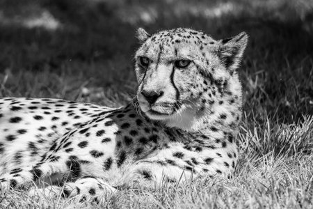 A close-up shot of a resting cheetah on vibrant green grass, showcasing its detailed fur pattern and focused gaze. The sunlight illuminates the scene, highlighting the intricate details of the cheetah fur. Black and white image.の写真素材