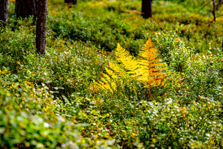 Vibrant yellow bracken ferns stand out among lush, green undergrowth in a serene forest during autumn. Soft sunlight filters through the trees, enhancing the seasonal colors.の写真素材