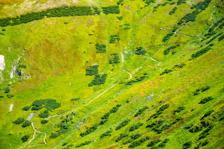 Exploring the lush green grasslands of Low Tatras National Park, the winding hiking trails offer...