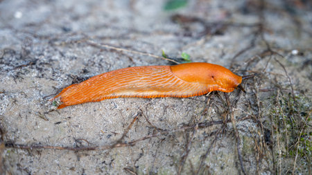 An orange slug is moving over wet earth, showcasing its vibrant color against the neutral background of soil and small plants, appearing to interact with its habitat.の写真素材