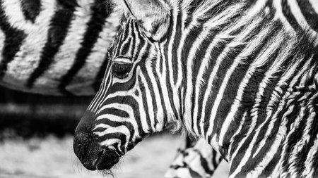 A zebra stands calmly, its distinctive stripes highlighted in the sunlight. Surrounded by nature, it...