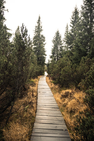 A wooden path winds through the Jizerka Peat Bog in the Jizera Mountains, surrounded by lush greenery and coniferous trees, inviting exploration of this tranquil natural area.の写真素材