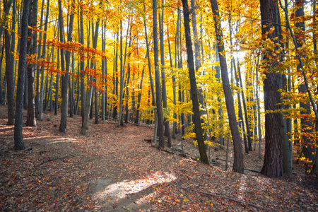 A serene forest shows off its autumn colors as golden and amber leaves blanket the ground. Sunlight...